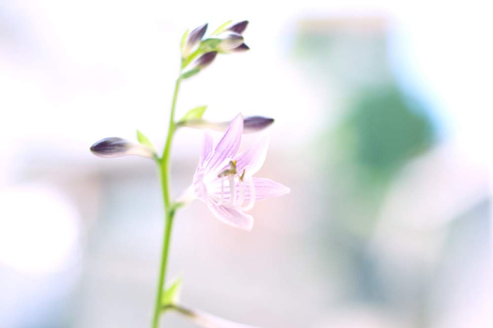 の画像 by miさん | ギボウシと薄紫色とCanon EOS Kissと祖母の置き土産