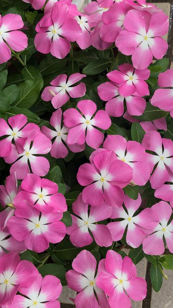 の画像 by morinokoさん | 冬越しから育てたとピンクの花と夏を彩ると切り戻しからの開花と咲いてくれてありがとうとおうち園芸とニチニチソウ♡と鉢植え