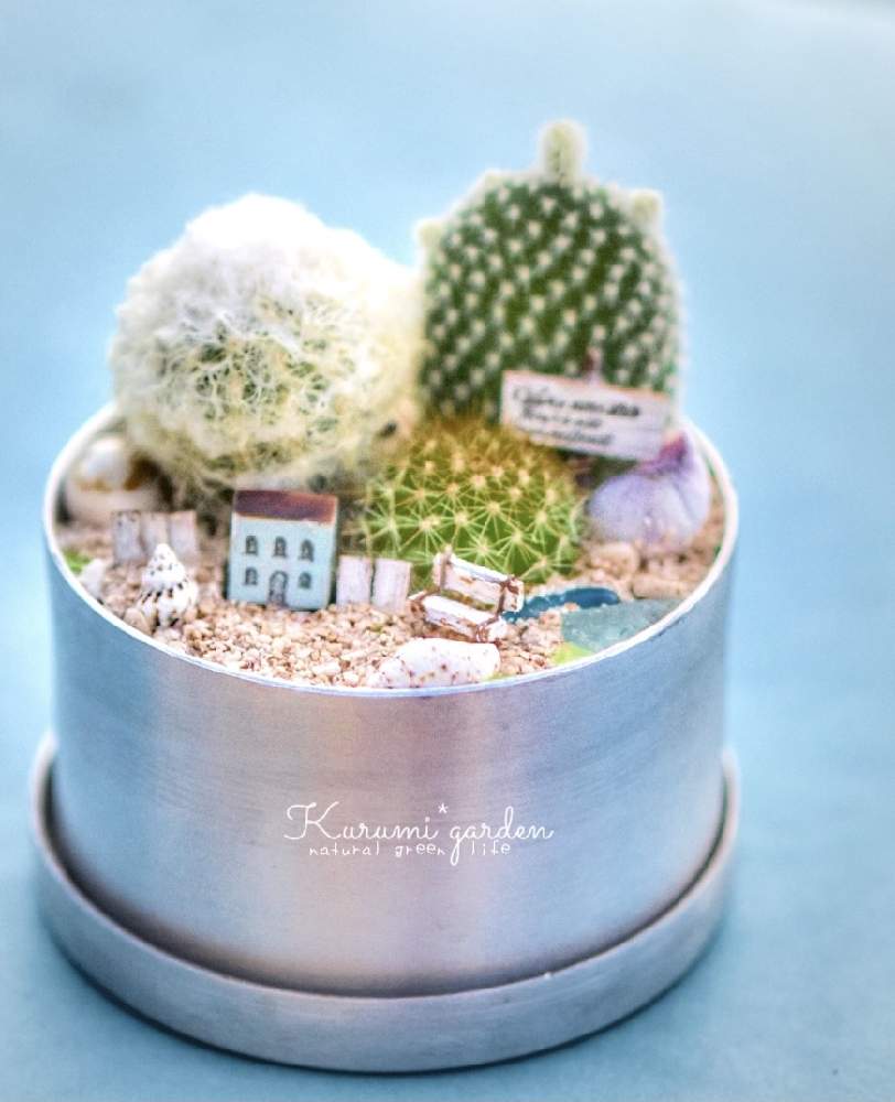 の画像 by くるみ*さん | バニーカクタスと幻楽とサボテン寄せ植えと金洋丸と箱庭と箱庭 サボテンと可愛いサボテンとFlower villageとサボテン科とくるみガーデンの物語とサボテン☆と箱庭サボテンとミニサボテン箱庭と幻楽✴︎とくるみガーデンとサボテン箱庭とサボテンの寄せ植えとサボテンのある暮らしとサボテンワークショップとサボテンWSとサボテンの箱庭と海辺の風景と夏はサボテンの季節と超ミニミニハウスとKurumi*gardenと夏の寄せ植え