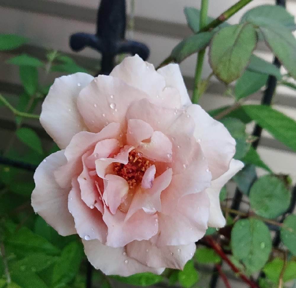 小さな庭の画像 by green.tinkerbellさん | 小さな庭とつるバラ ジュリアとバラ・ジュリアとばら バラ 薔薇と返り咲きと茶色のバラと庭の花と緑・みどり・グリーンとつるバラと上品とつる性植物と小さな庭♡と自宅の庭よりと八重咲きとシックとガーデニングとはなのあるくらしとグリーンと庭の宿根草