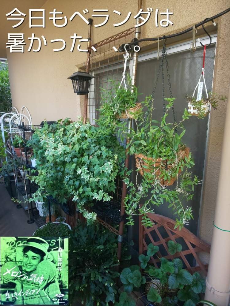 バルコニー/ベランダの画像 by チョウさんさん | バルコニー/ベランダとwow!!!と勝手気ままにベランダ~とお顔がこんにちはとGS映えとGS日和と恋をしましょう!とおうち園芸と植中毒とHappyな気分と食わず嫌い?とタニラーと何となく幸せ!と元気に育ててますよと珍奇植物と花とジジイ!と花のある暮らしとGREEN UP!とバルコニスト