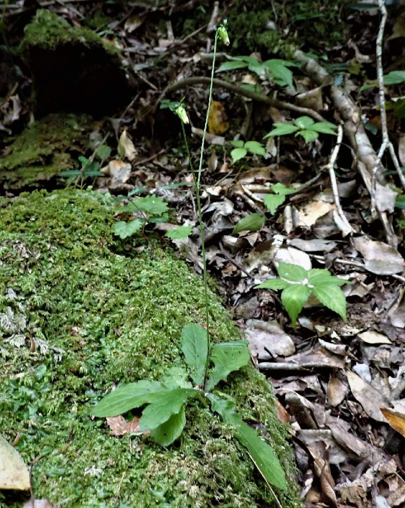お出かけ先の画像 by plant hunter アンジュさん | お出かけ先と原種と自然と四国と山野草と植中毒と石鎚山と超重症の植中毒