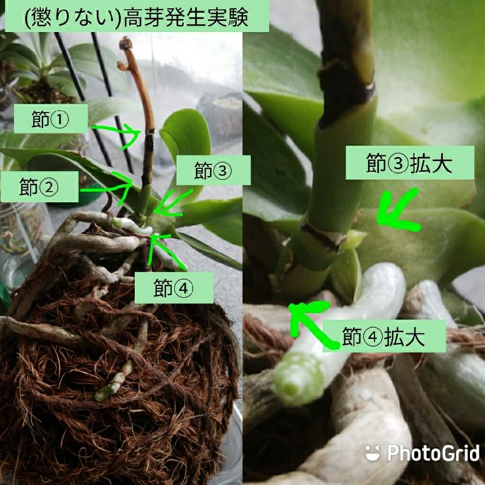 窓辺の画像 by オツベルさん | 窓辺とPhal.SweetMemory‘Perfume’と香る蘭と着生ランとラン科とorchidとヤフオクとファレノプシス属と胡蝶蘭の花と香りの蘭と着生と根っこと蘭の沼と高芽発生実験と洋ランといい香りとphalと胡蝶蘭 交配種と蘭の底無し沼と根っこフェチ