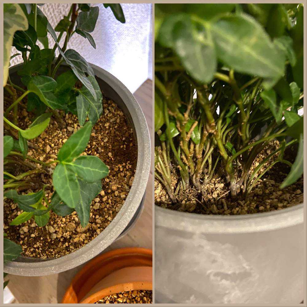 インテリアの画像 by Sarahさん | インテリアとアイビーと観葉植物とインテリアグリーンと植中毒とNO GREEN NO LIFE