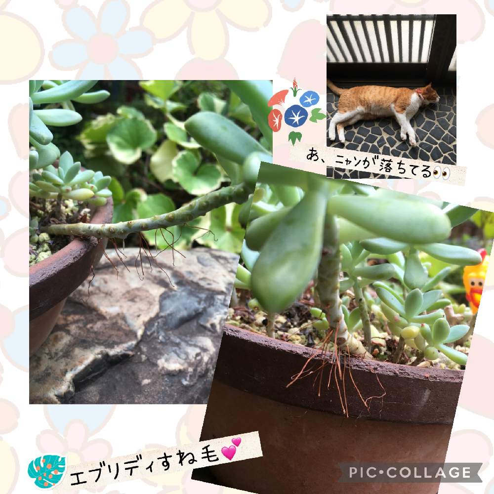小さな庭の画像 by ナミママさん | 小さな庭とツワブキとシュウレイとボーボー族とネコのいる暮らしとネコ好きとキモカワ倶楽部とエブリディすねげ♡とネコと植物とネコと花のある暮らしとこっそりにぃさんチキン