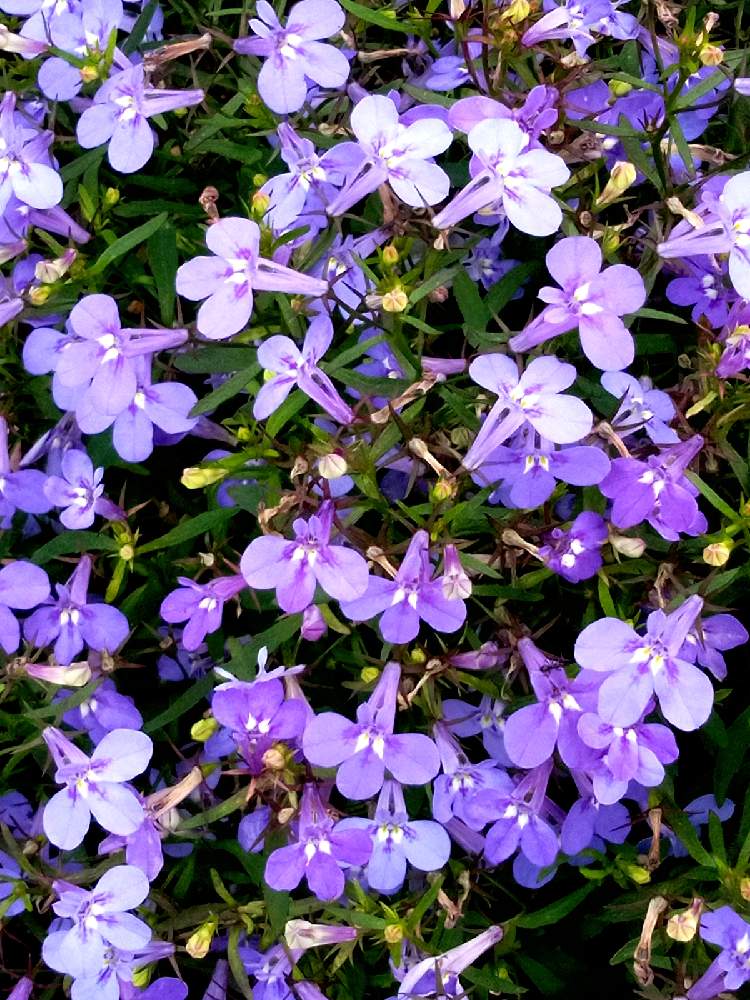 お出かけ先の画像 by Yしのぶさん | お出かけ先とロベリア♡と大阪城公園の花と青い花も好き♡と紫の花好き