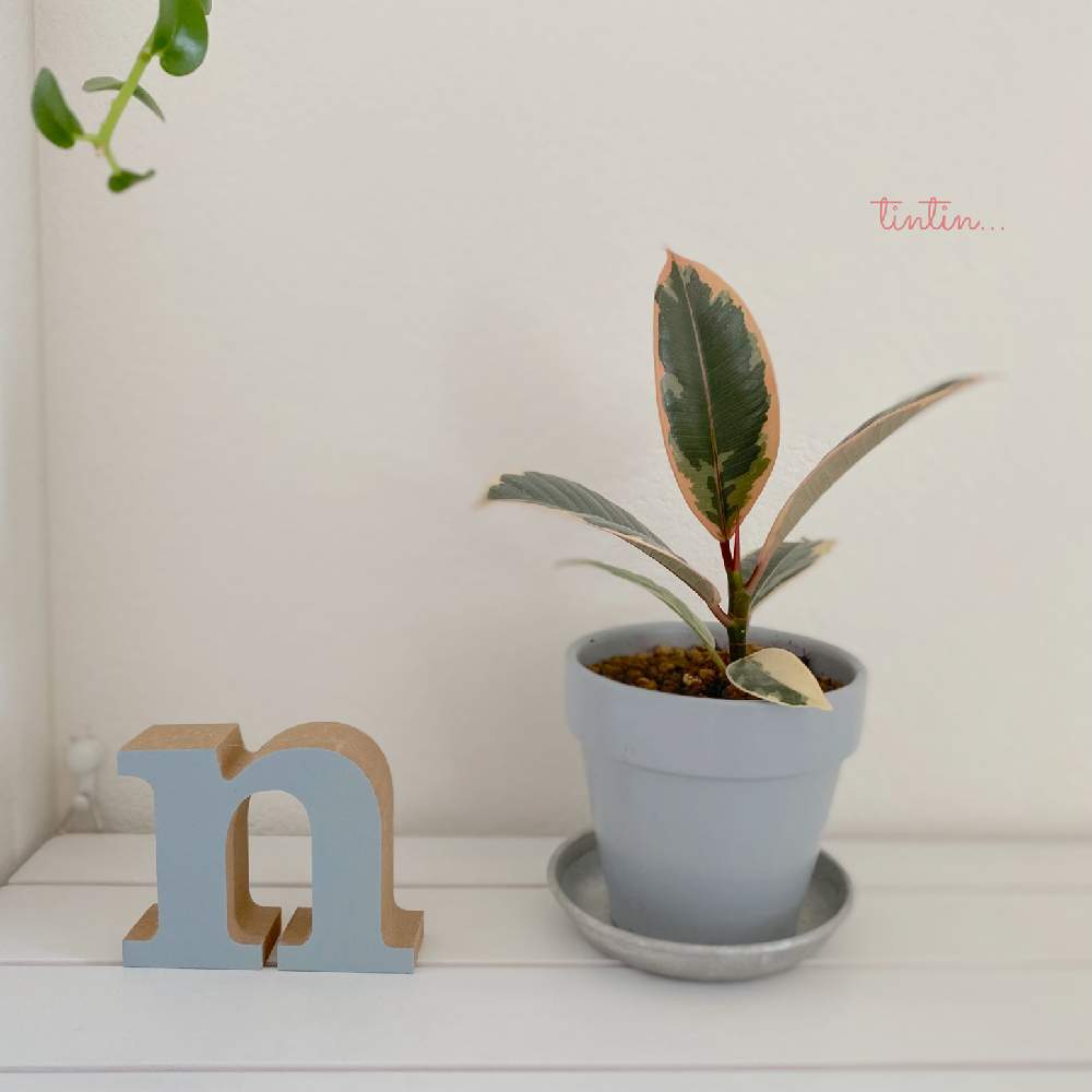 部屋の画像 by tintinさん | 部屋とインドアグリーンと観葉植物と植物のある暮らしと植物が好きと フィカス・ティネケと室内植物とno green no lifeとインドアグリーンのある暮らしとフィカス属と元気に育ててますよとインドアガーデン