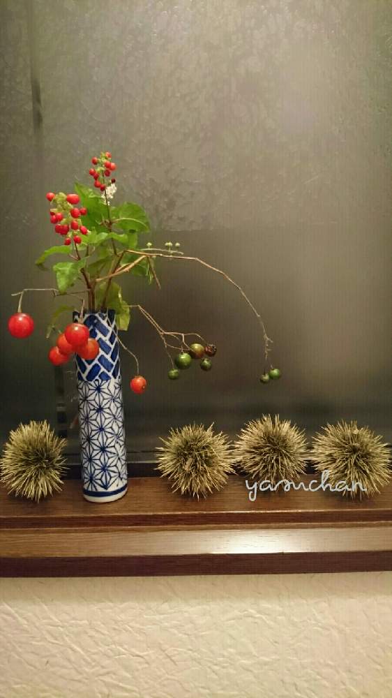 小さな庭の画像 by yasuchanさん | 小さな庭とジュズサンゴ♡と季節を楽しむと植物のある暮らしと季節を感じる暮らしと花は野にあるようにとヒヨドリジョウゴ、と花のある暮らしと公園散歩