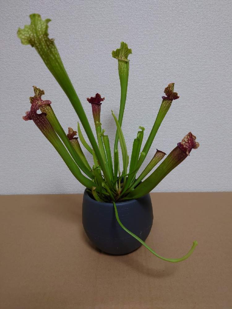 バルコニー/ベランダの画像 by 大夢さん | バルコニー/ベランダとサラセニア レウコフィラと食虫植物とサラセニア