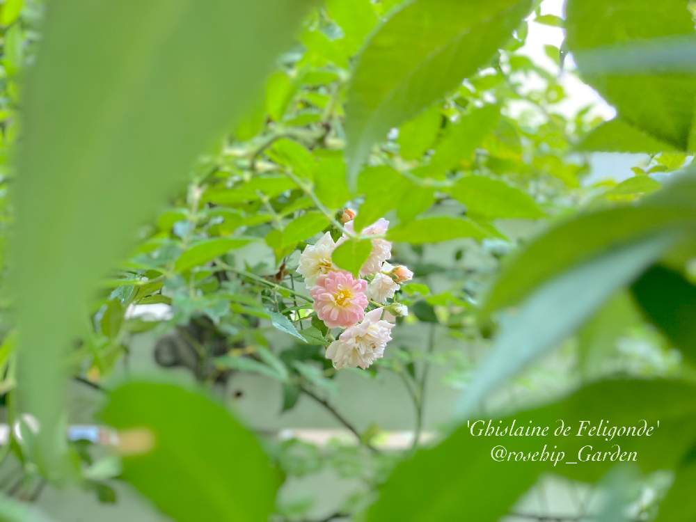 小さな庭の画像 by みわぞぅさん | 小さな庭とマイ・コレクションとおうち時間と癒しと風景写真とお顔がこんにちはとマイガーデンとGS映えと花自慢とおうち園芸とバラ・オールドローズとイングリッシュ・ローズと板壁DIYとナチュラルスタイルとガーデニングと元気に育ててますよと小さな小さな庭と花のある暮らしと咲いた!