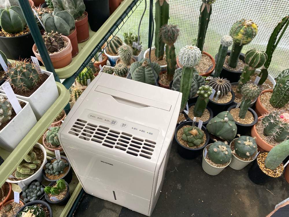 小さな庭の画像 by トシさん | 小さな庭とお部屋にと多肉植物とオークション購入とスマホ撮影と家庭とベランダと温室で可愛いお花と温室での花と熱帯花木とおうち園芸とビニール温室と季節のお花と サボテンとガーデニング初心者とメルカリから