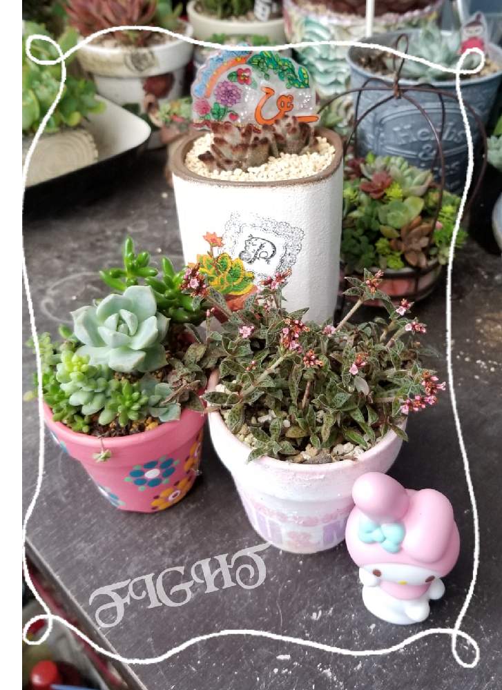 の画像 by ぴーさん | 多肉寄せ植え♡とキモカワ倶楽部と繋がりに感謝ღღとしぞーか勢と素敵便ღとバラと夢CLUBとコロナおしりペンペン( ・᷄ὢ・᷅ )とぴーのピックღと朝のタニパト