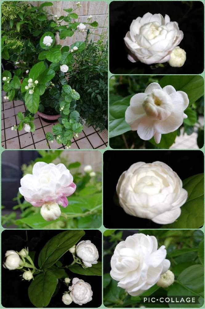 玄関の画像 by こよー2ndさん | 玄関と香りの花と 茉莉花とアラビアン、ジャスミンと八重咲き(薔薇咲き)ジャスミン