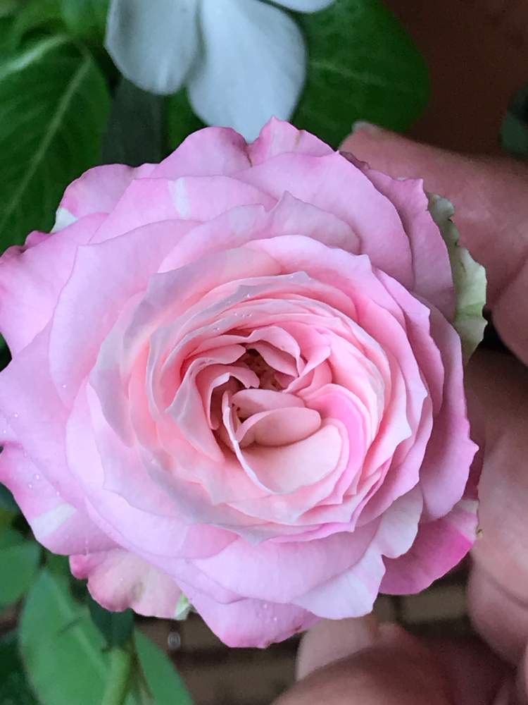 の画像 by ムーミンさん | フェアリーカップ薔薇とベランダと雨に気をつけてくださいとコロナ退散❗️と暑いぞ埼玉と灯せ❗️心の火