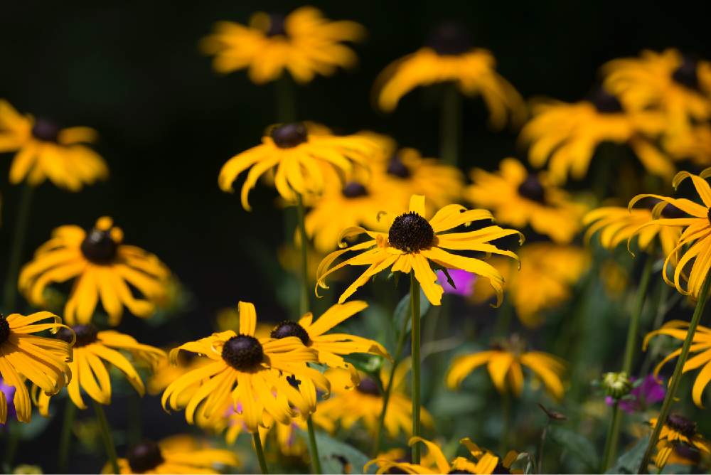 お出かけ先の画像 by satoさん | お出かけ先とルドベキアとnikond610と滝野すずらん丘陵公園とsigma150600mmと北海道と札幌とカメラ小僧クラブ