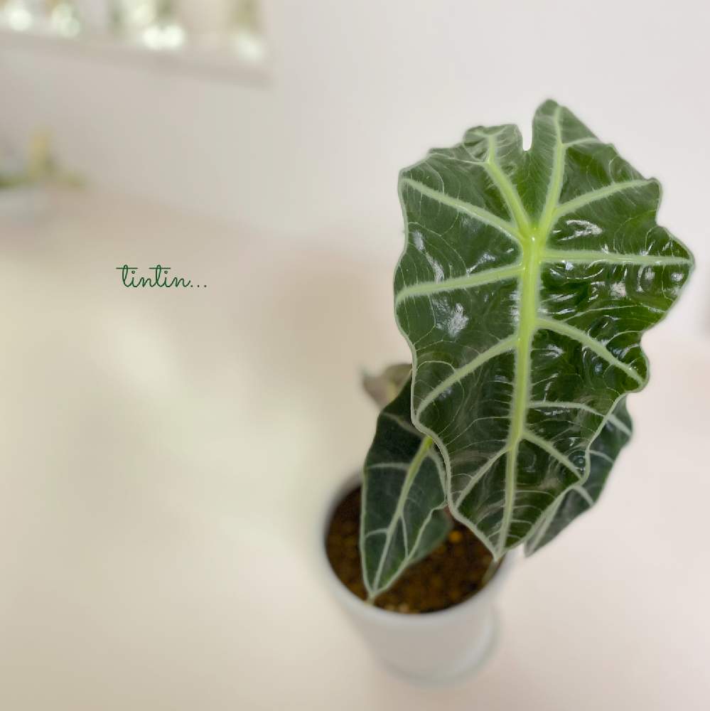 部屋の画像 by tintinさん | 部屋とインドアグリーンと観葉植物と植物のある暮らしと植物が好きとアマゾニカ アロカシアと室内植物とno green no lifeとインドアグリーンのある暮らしとアロカシア属と元気に育ててますよとインドアガーデン