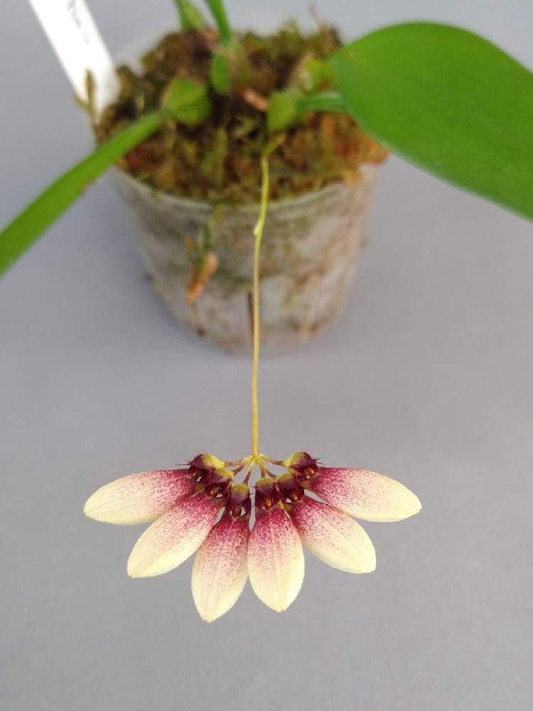 小さな庭の画像 by 阿南田零さん | 小さな庭とバルボフィラム レピダムとBulbophyllum lepidumとラン科とOrchidaceaeとマメヅタラン属