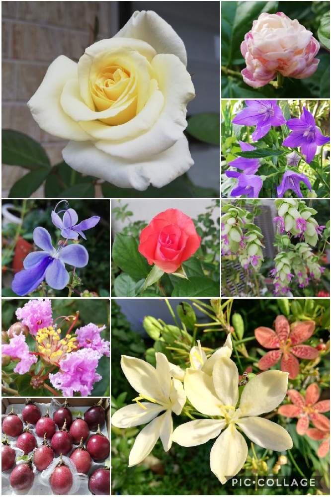 の画像 by こよー2ndさん | ヒオウギスイセン(クリーム色・黄色)と薔薇「クリストファー・コロンボ」と我が家の桔梗(キキョウ)と薔薇「エリナ」とサルベリの花(紫系)とアラビアン、ジャスミンとパッションフルーツ観察記録と八重咲き(薔薇咲き)ジャスミンとオレガノ・プルケラムと 茉莉花とクレロデンドルム「ブルーウイング」
