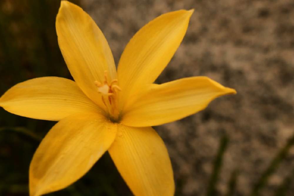 お出かけ先の画像 by マニャさん | お出かけ先と山野草と畦道とCanon powershot G5X