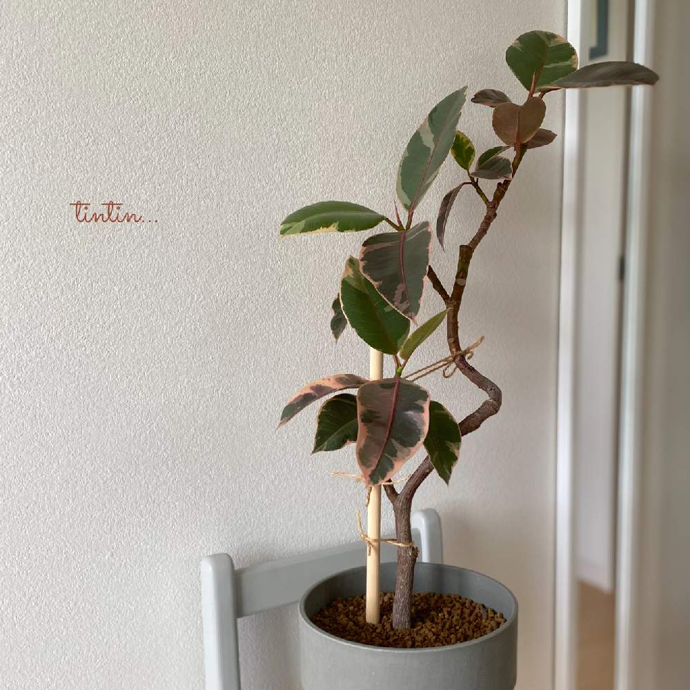 寝室の画像 by tintinさん | 寝室とインドアグリーンと観葉植物と植物のある暮らしと植物が好きと フィカス・ティネケと室内植物とno green no lifeとインドアグリーンのある暮らしとフィカス属と元気に育ててますよとインドアガーデン