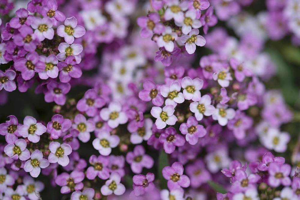 お出かけ先の画像 by satoさん | お出かけ先とスイートアリッサム とtamron90mmとnikond750とサッポロさとらんどと北海道と札幌とカメラ小僧クラブ