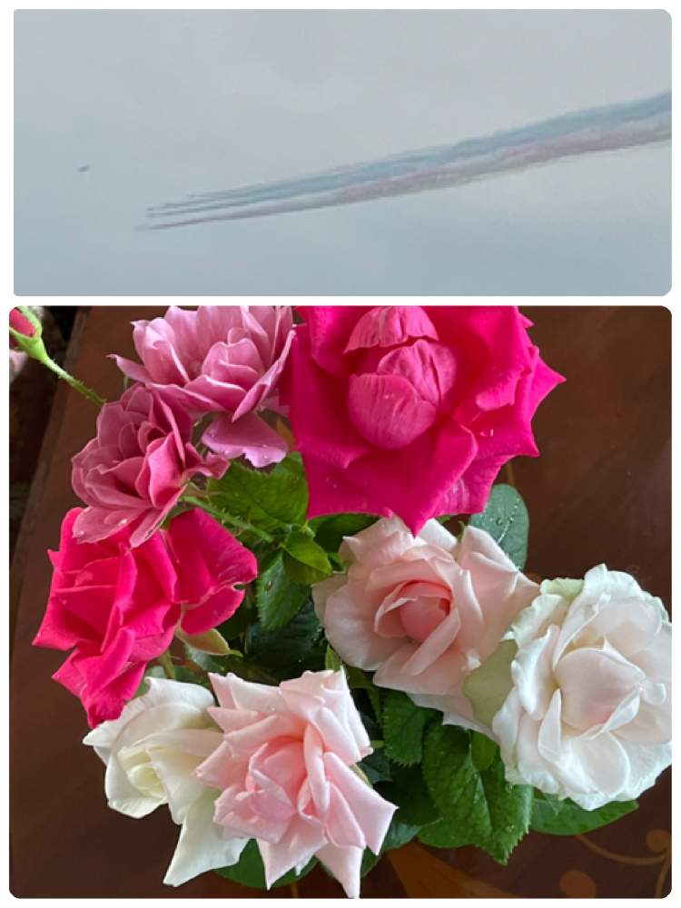 の画像 by ムーミンさん | ピンクインフィニティ*とベランダとチェリーアヴァランチェと薔薇 オードリーヘップバーンとやっぱりあおいちゃんとコロナ退散❗️と暑いぞ埼玉と薔薇 ジョン・F・ケネディと灯せ❗️心の火と頑張ろう日本❣️