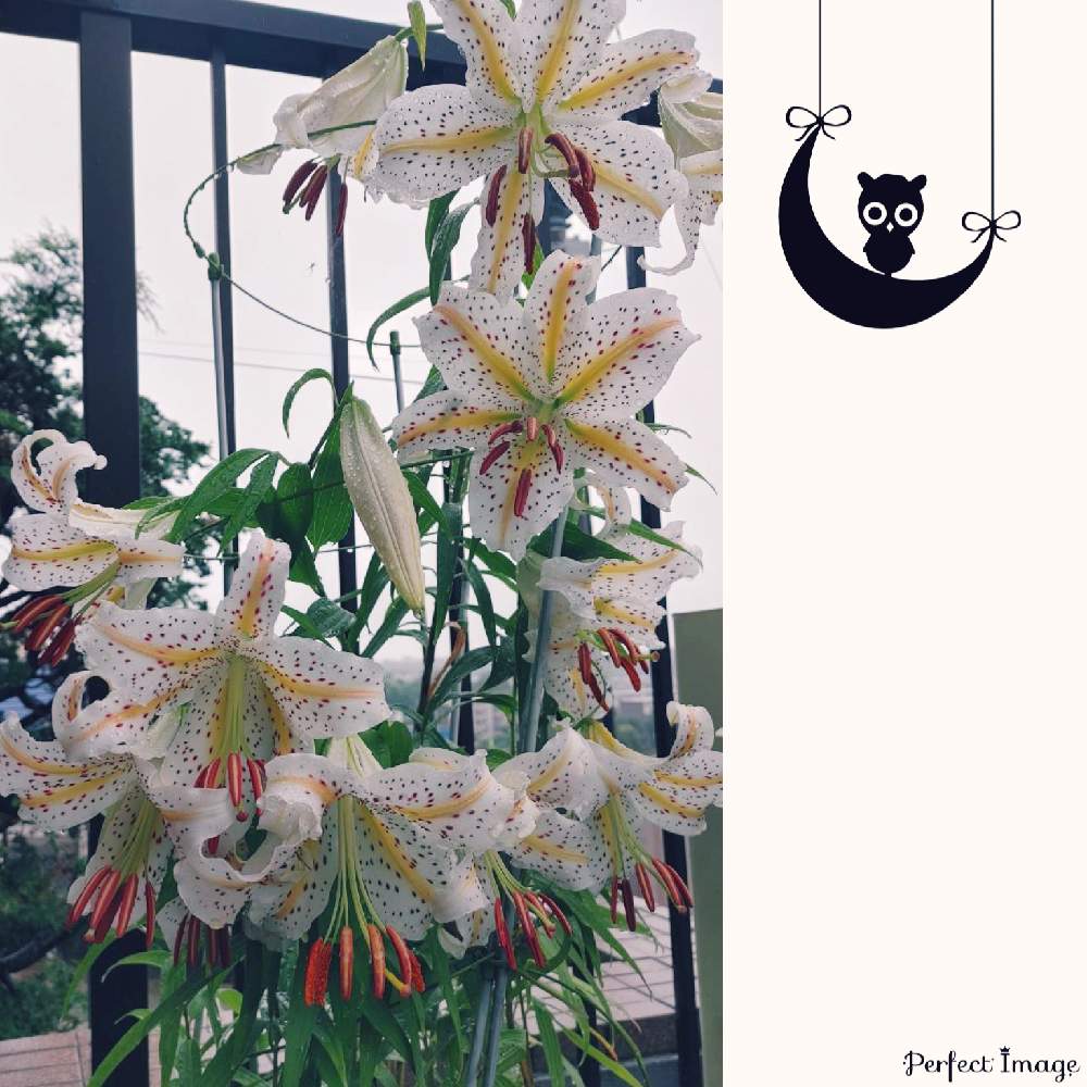 の画像 by ユダコさん | ヤマユリと友人宅とご縁に感謝と神奈川県の花とささやかな幸せ