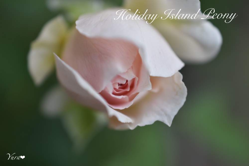 小さな庭の画像 by ゆらさん | 小さな庭とホリデーアイランドピオニーとばら バラ 薔薇とゆら*バラとおうち園芸と花のある暮らしと薔薇♪と今日も元気に♪