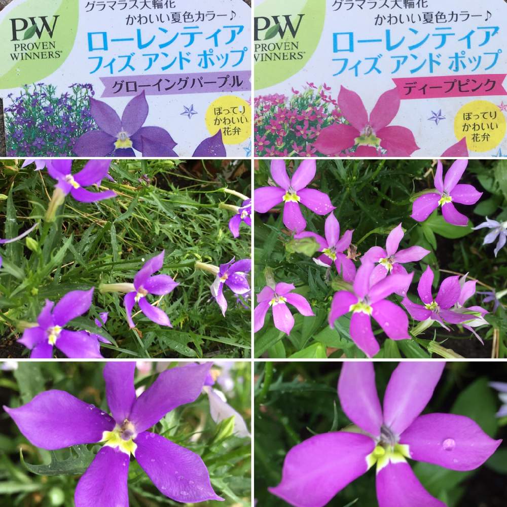 の画像 by 磯さんさん | 医療従事者の方々に感謝と今が我慢のしどころと癒されて〜とPWと私のガーデニングと小さな庭づくりと自粛生活を楽しむと元気に育ててますよと花のある暮らしとローレンティア・フィズアンドポップ