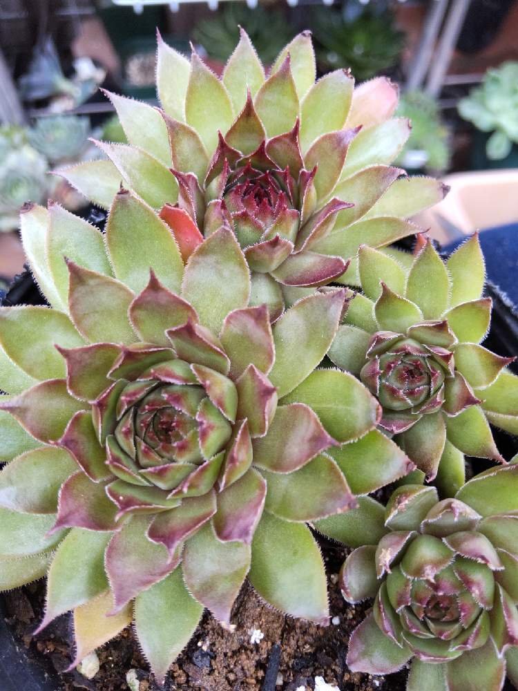 棚の画像 by はははさん | 棚と多肉屋敷と多肉植物と観葉植物とセンペルビヴム属とセンペルビウム☆とセンペルビウム属とおうち園芸とお家園芸と紅葉多肉とボロブノ センペルとセンペルビブムと多肉群生と群生派とセンペルビウム ・ボロブノとsempervivum