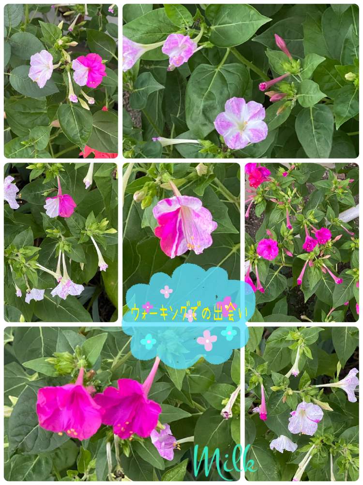 お出かけ先の画像 by ミルクさん | お出かけ先とオシロイバナとキュンキュン乙女倶楽部とiPhone11Proで撮影ともんもんチャン♡見守り隊と熱海の皆さんにエールを!とみんな元気になあれとウォーキングでの出会いといつもありがとう!感謝❣️ともんもんチャン気になってと楽しませてくれてありがとうと長野県とチーム長野と花のある暮らしとGSアダルトチームとオシロイバナ愛好家友の会