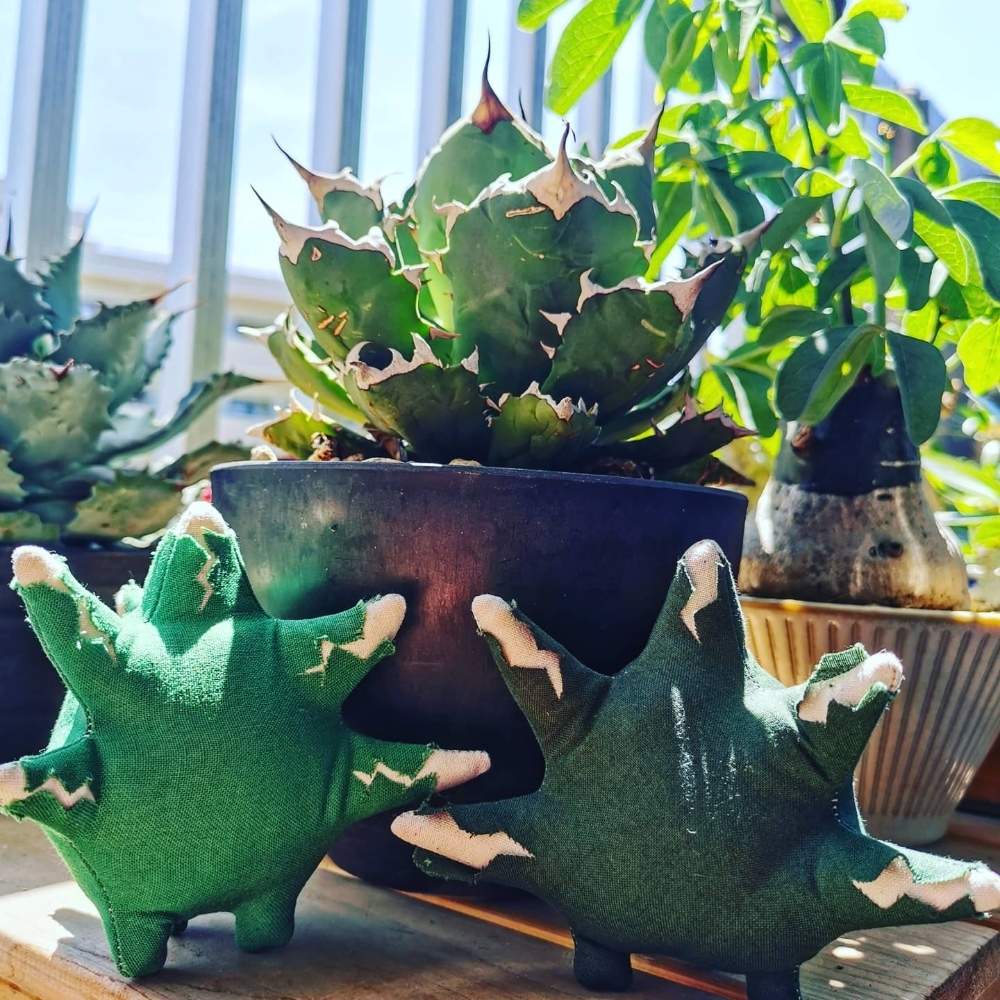 バルコニー/ベランダの画像 by poporopoooさん | バルコニー/ベランダとアガベ白鯨と観葉植物と花と緑のある暮らしと多肉大好きとぬいぐるみと塊根大好きと多肉植物のある暮らしとコーデックスとアガベ・チタノタと塊根まん・ベアルートと塊根植物と雑貨とハンドメイドと珍奇植物とアガベ大好きと試作とモンスターとアガベ属とグリーンとzooo plants