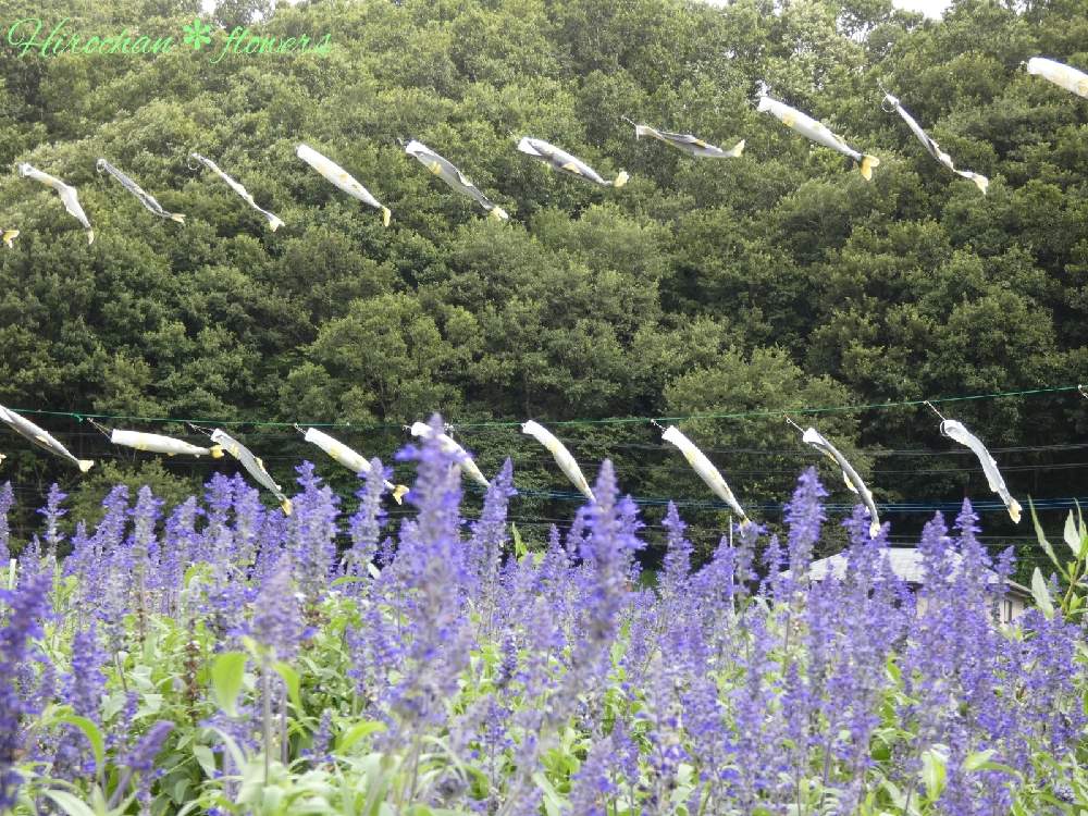 の画像 by Hirochan* flowersさん | 医療・介護の皆様に感謝と道の駅とブルーサルビア♡とおしゃれな土曜日♪と土曜日は お空の発表会と青い小さな花マニアとJuneの会とコロナに負けるな!と鮎の郷と青い朝顔マニアと美しく青きドヨウと可愛いと青い花で納涼祭2021と青い花マニアと小さな花とチーム・ブルーとお花好きの人と繋がりたいと青い花大好きとチーム・ブルーNo.102