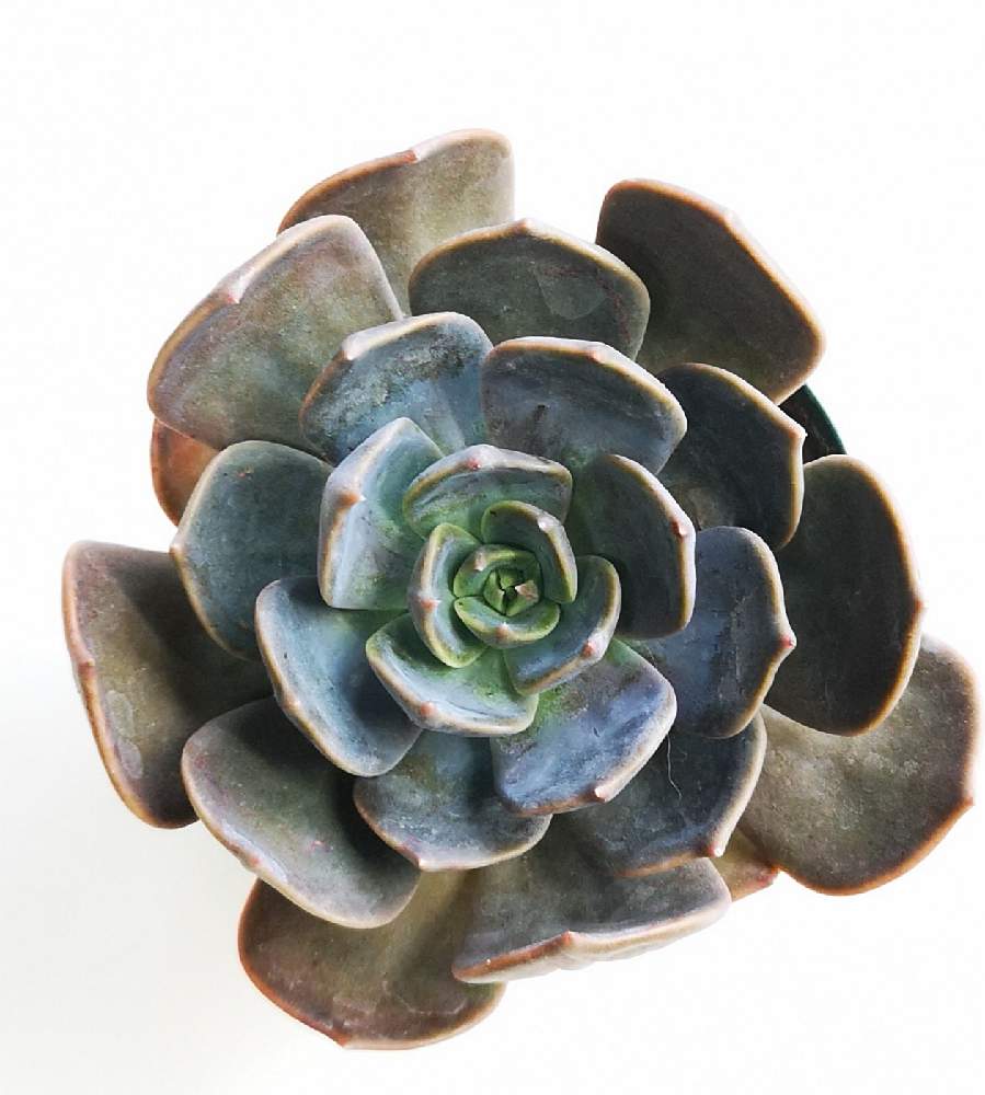 バルコニー/ベランダの画像 by eyeさん | バルコニー/ベランダとマロームとマロムとEcheveria 'Malome'とEcheveria 'Marrom'とエケベリア属 ブラウンオリーブとEcheveria 'Malome'と⭐eye⭐198とマロム.とkase nurseryとエケベリア属 マロームと☆eye☆エケベリア属と交配種と☆eye☆ま行と多気園芸とエケベリア属とkase苗と☆eye☆交配種とEcheveria 'Marrom'と加瀨ナーセリーと☆eye☆は行とロブロイとリンダジーン✨とEcheveria 'Linda Jean'とEcheveria 'Rob Roy'