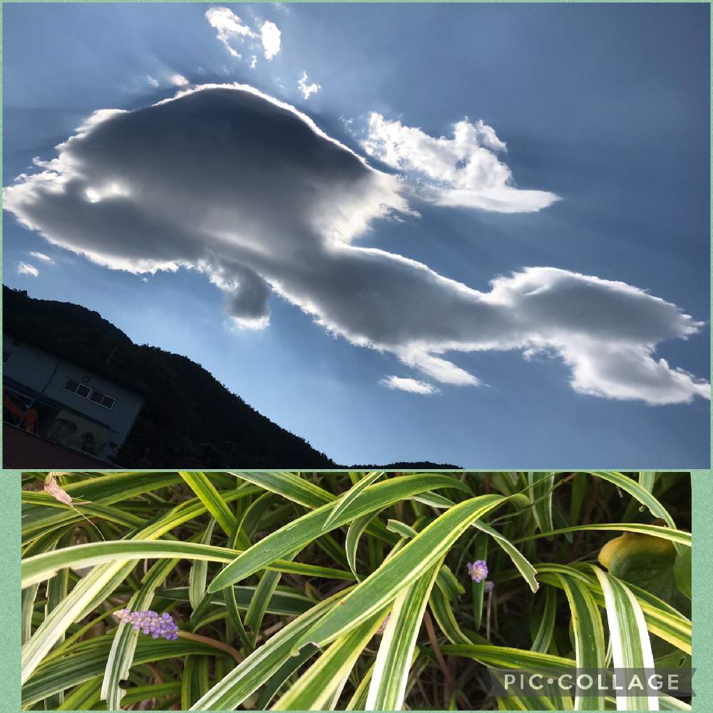 の画像 by はじっコぐらしさん | 通勤途中と不思議な雲と広い庭☘️とヤブランの花と雲仲間