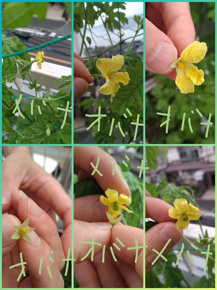 バルコニー/ベランダの画像 by ますさん | バルコニー/ベランダと観葉植物と人工受粉とゴーヤ栽培と元気に育ててますよ