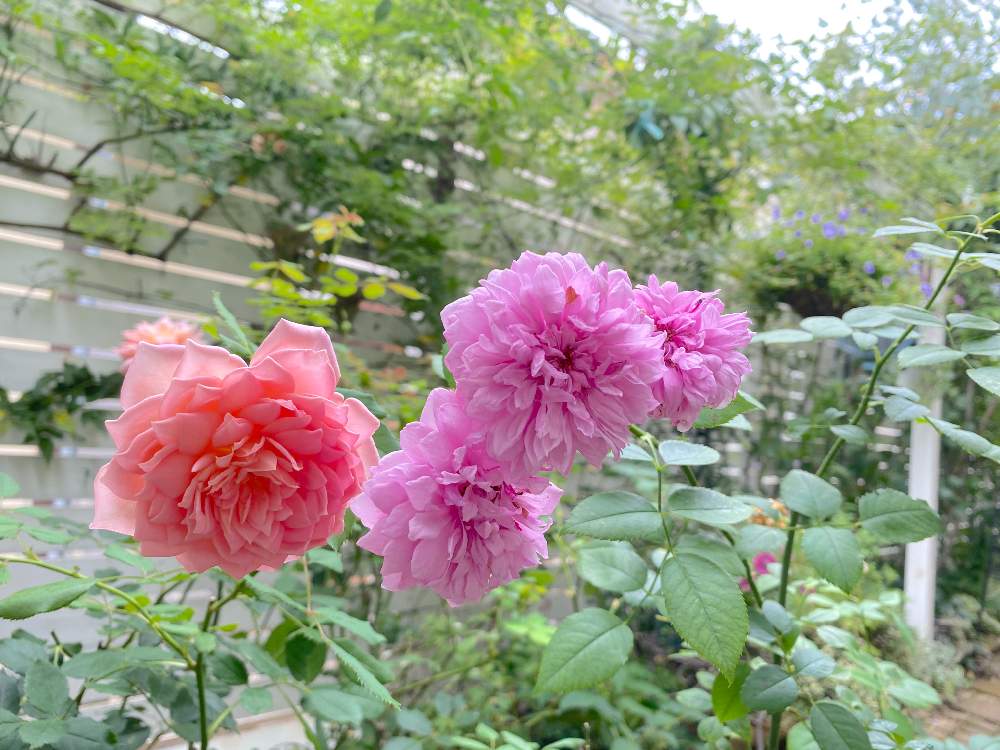 小さな庭の画像 by みわぞぅさん | 小さな庭とマイ・コレクションとおうち時間と手作りの庭と癒しと風景写真とマイガーデンとGS映えと花自慢とイングリッシュ・ローズと鉢植えと板壁DIYとナチュラルスタイルとガーデニングと元気に育ててますよと小さな小さな庭と花のある暮らしと咲いた!