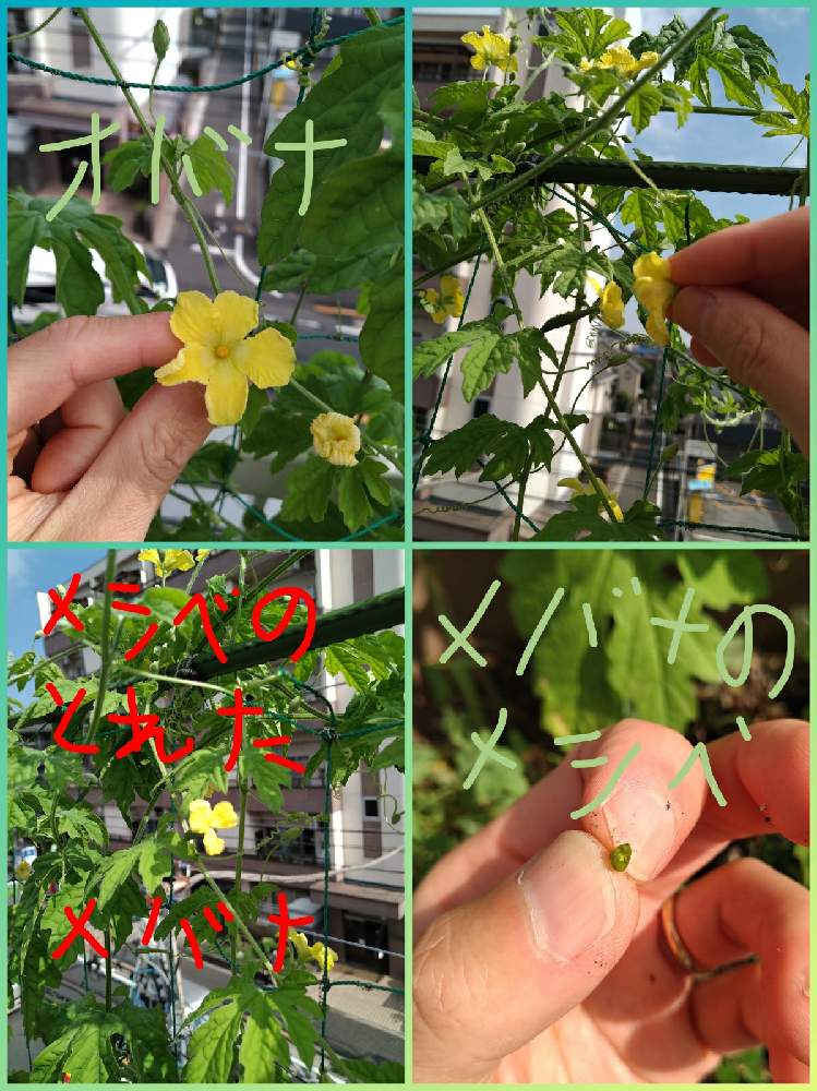 バルコニー/ベランダの画像 by ますさん | バルコニー/ベランダと観葉植物と人工受粉とゴーヤ栽培と元気に育ててますよ