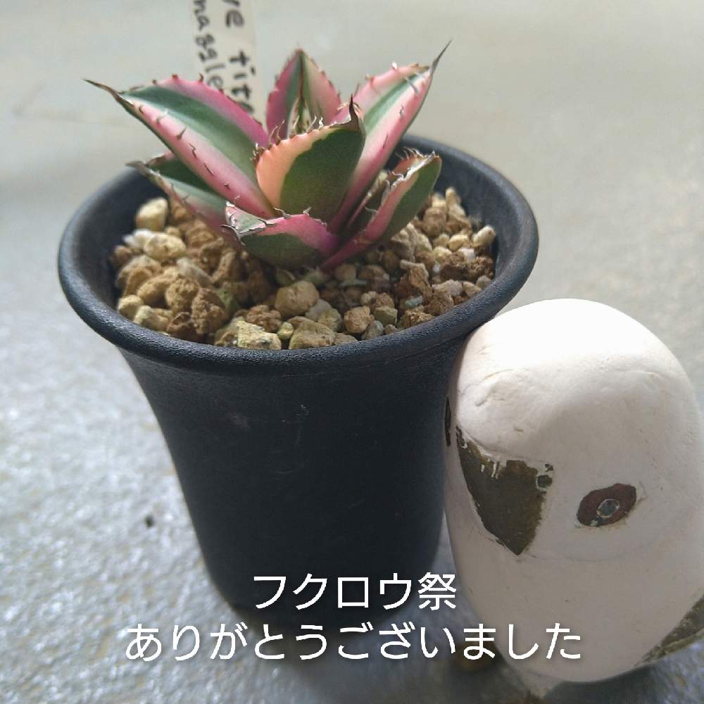 バルコニー/ベランダの画像 by きゅうちゃんさん | バルコニー/ベランダと多肉植物と素敵便と滋賀県とバラと夢CLUBとご縁に感謝とアガベラブとアガベ沼に来ないかとアガベはいいぞーと沼の住人とフクロウ祭