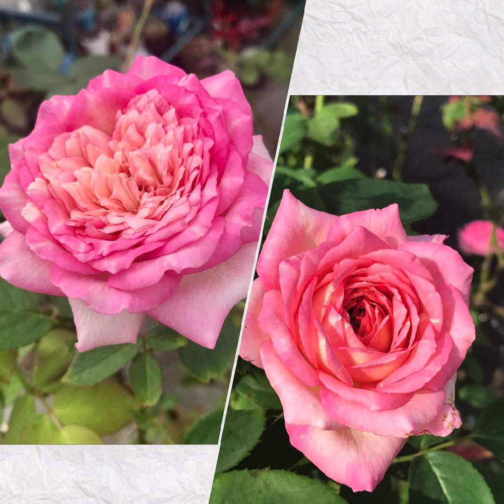 小さな庭の画像 by ひろちゃんさん | 小さな庭とバラとバラ マルク・シャガールと薔薇と夏のバラと絞りのバラとわれら17年組と咲いてくれてありがとう❤と新型コロナウィルスに負けるなとピンク❤︎ピンクと月曜日にはバラをと画家シリーズ