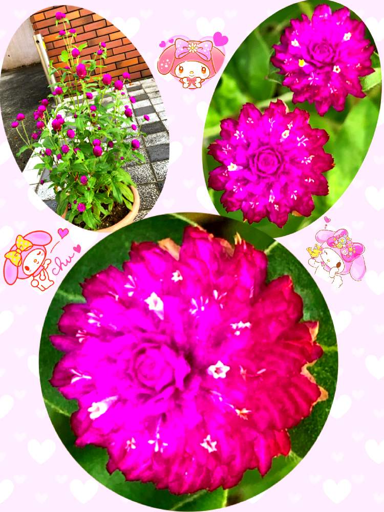 アプローチの画像 by ミ〜❣️さん | アプローチと千日紅と☆横浜☆ Love ☆とプチサプライズとお顔がこんにちはとチーム花が好き♡と頑張れ日本とビタミン Fと❤️いいね、ありがとうと愉快な仲間達♡と君も花が好きなのかとチーム☆YOKOHAMA☆と花のある暮らしとGS皆様ありがとうとマイメロとMy diary☆と明日はいい日になる
