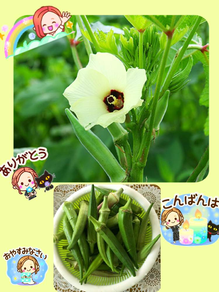お出かけ先の画像 by ミ〜❣️さん | お出かけ先とオクラの花とオクラと☆横浜☆ Love ☆とプチサプライズとお顔がこんにちはと明日はいい日になるとチーム花が好き♡と頑張れ日本とビタミン Fと❤️いいね、ありがとうと愉快な仲間達♡とナチュラルガールと君も花が好きなのかとチーム☆YOKOHAMA☆と花のある暮らしとGS皆様ありがとうとMy diary☆と野菜の日