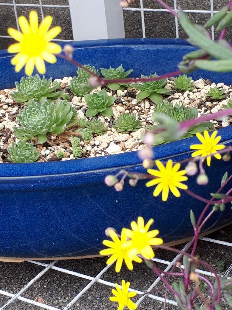 棚の画像 by ミーキママさん | 棚と多肉植物とちょっと見てと沢山増やしたい!と我が家の多肉と元気に育て♡とセンペルビウム♡と私の趣味と多肉のお花♡とルビネの花と暫しうっとり♡と多肉大好き!と ルビーネックレス