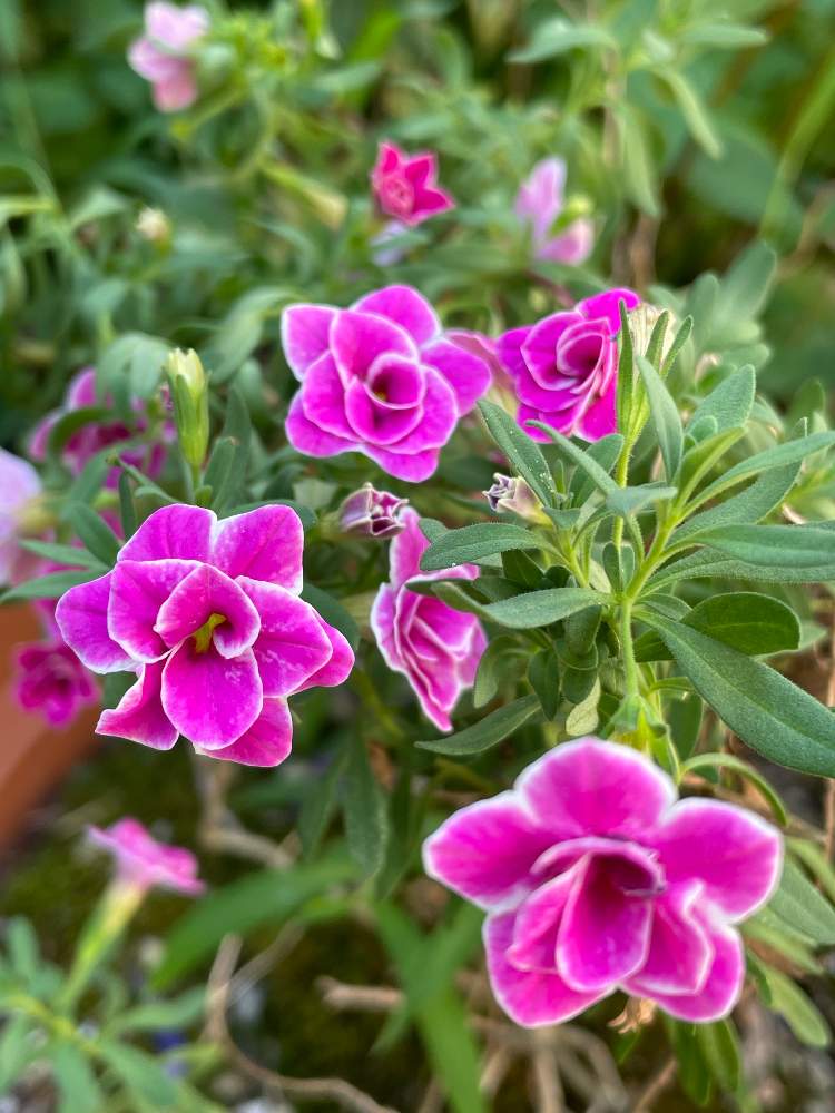 の画像 by ヒロコni nさん | 庭の花たちと緑のある暮らしと癒しの草花とピンクのお花と花のある暮らしと元気をくれる草花