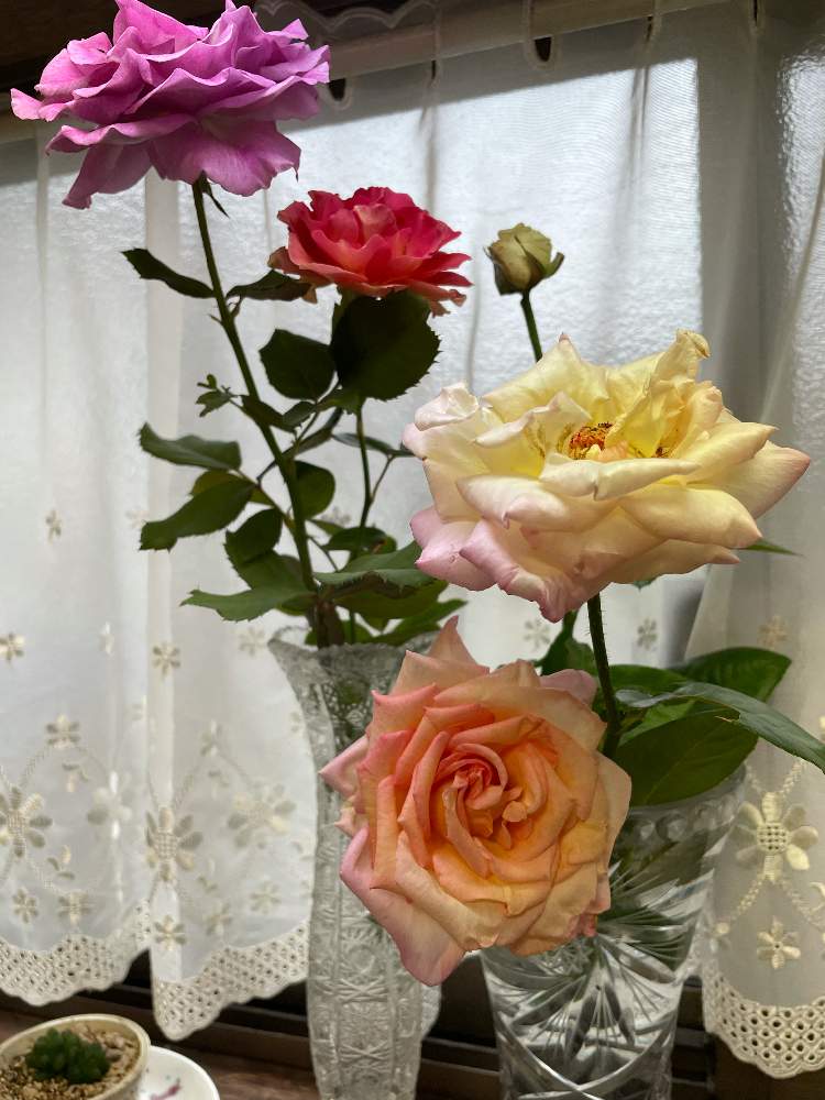 小さな庭の画像 by TAKAさん | 小さな庭とラ・パリジェンヌとピースとバラ(ヴィオレ パルフュメ)と花のある暮らしとチーム岐阜とT's薔薇2021