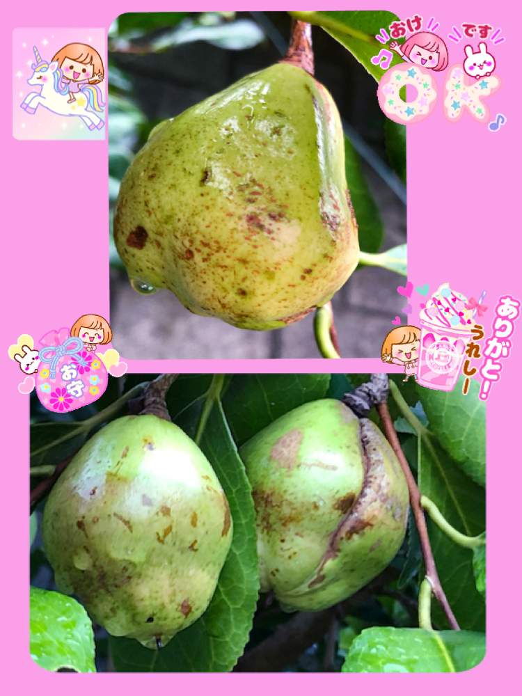 の画像 by ミ〜❣️さん | サザンカとサザンカの実!と夢と希望と☆横浜☆ Love ☆とプチサプライズとお顔がこんにちはと明日はいい日になるとチーム花が好き♡と頑張れ日本とビタミン Fと❤️いいね、ありがとうと愉快な仲間達♡とナチュラルガールと君も花が好きなのかとチーム☆YOKOHAMA☆と花のある暮らしとGS皆様ありがとうとMy diary☆