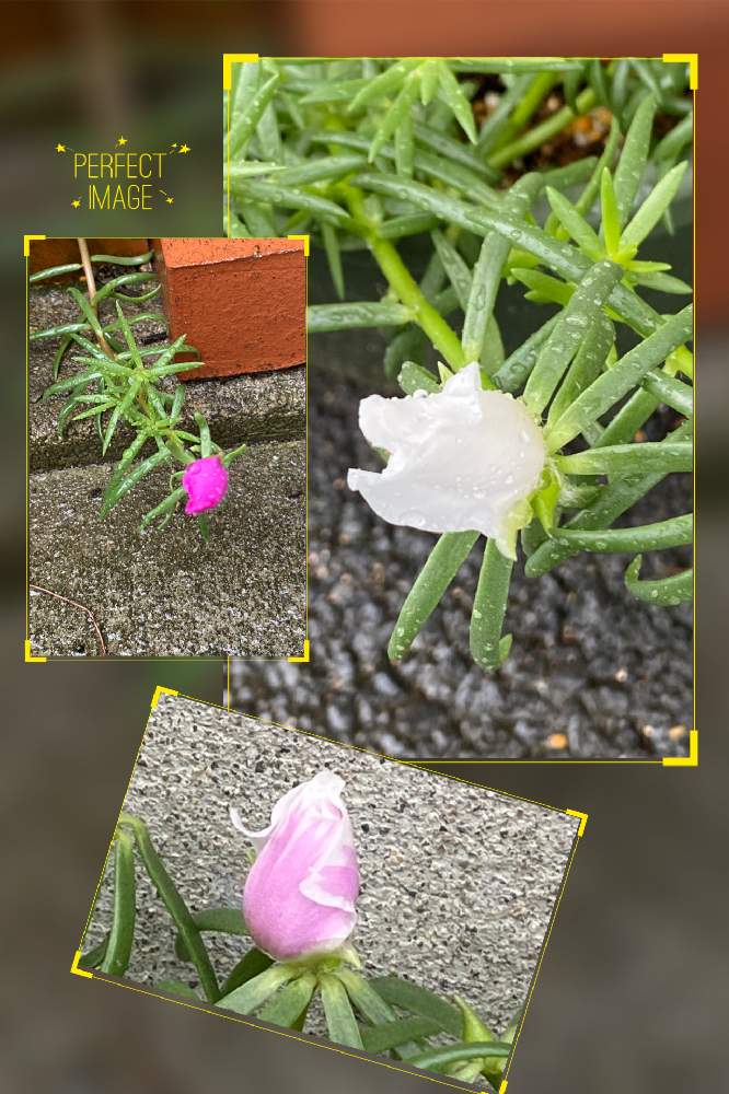 の画像 by キリン♡♡さん | GSの繋がりに感謝♡と植物のある暮らしと小さな幸せ❤とピンク❤︎ピンクと松葉牡丹とちっちゃいものクラブと白い花と可愛い花びら