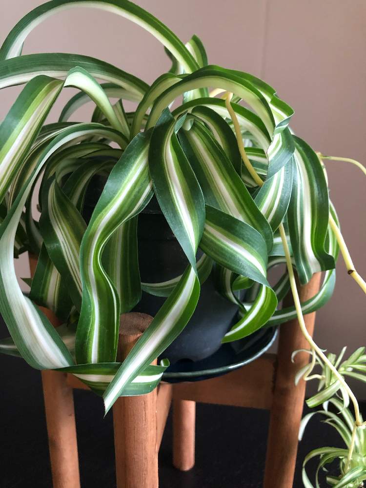 インテリアの画像 by Heidiさん | インテリアとインドアグリーンとオリヅルラン ボニーと観葉植物とグリーンのある暮らしとグリーンが好き♡と育てるのが好きとインテリアグリーン