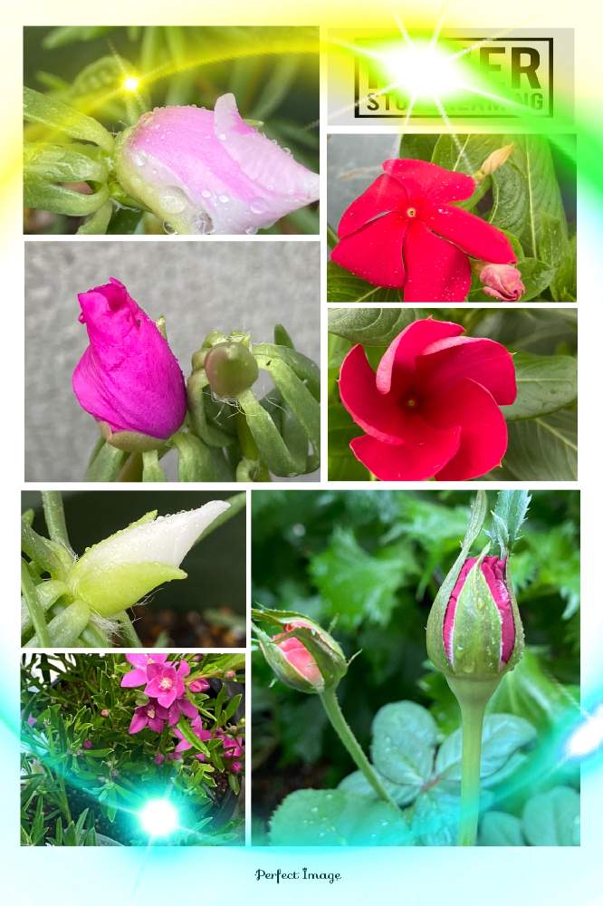 の画像 by キリン♡♡さん | 松葉ボタンとニチニチソウと薔薇とサザンクロスと医療従事者の方々へエールをと金曜日の蕾たちとGSの繋がりに感謝♡と植物のある暮らしとばら バラ 薔薇と小さな幸せ❤とピンク❤︎ピンクと松葉牡丹と白い花と可愛い花びら