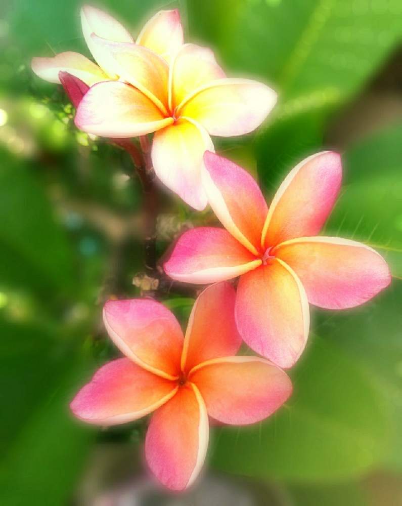 玄関の画像 by ©❁✿σ.γαkα.❁✿さん | 玄関とプルメリアとプルメリア カリフォルニアサンセットとフランジパニとコロナ退散と南国植物とトロピカルと夏の花とタイ産とジャングルジャックと腰痛に負けるな!と赤い花と花のある暮らしとかわいい